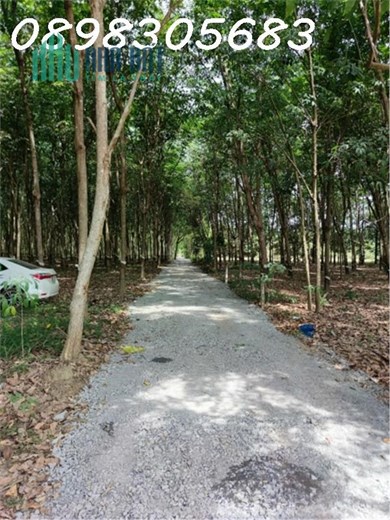 Hơn 1,3 sào Đất Vườn, đường ô tô – sổ riêng chỉ 470TR