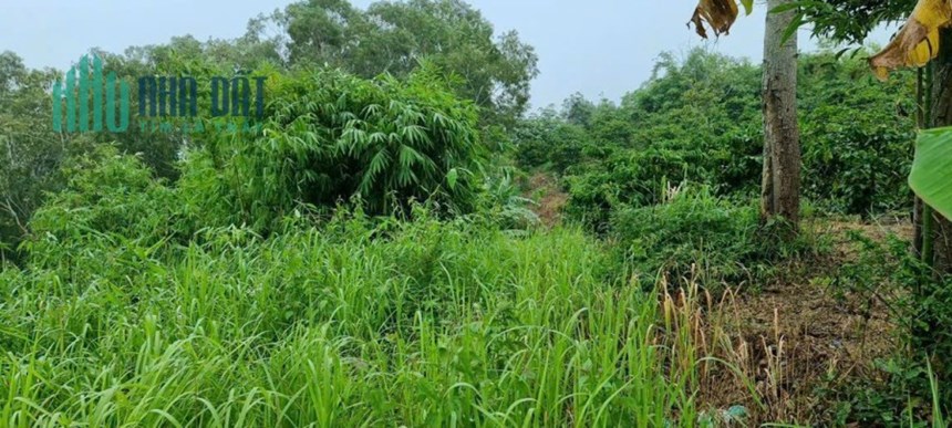 Cần Bán Nhanh Lô Đất Đẹp Vị Trí Đắc Địa Tại Xã Đức Mạnh Huyện Đăk Mil Đăk Nông