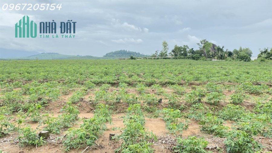 Cần tiền nên cần bán gấp hơn 6.2 sào đất tại Xuân Lộc Đồng Nai