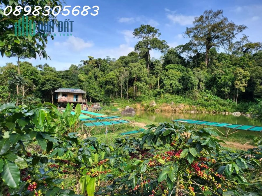 Bán Vườn Thanh Long 6,2 sào giá 3,5 tỷ