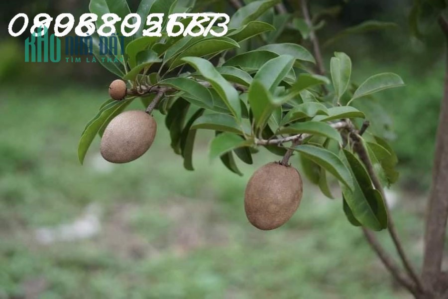 Bán Vườn Thanh Long 6,2 sào giá 3,5 tỷ