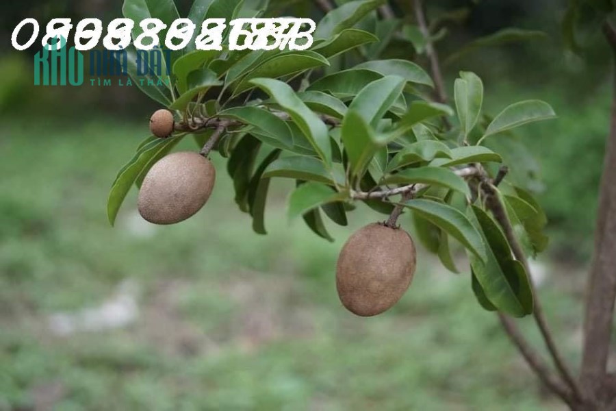 Hơn 3 công đất vườn giá ngộp cần bán gấp ở Châu Thành - Tây Ninh