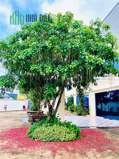 cho thuê kho chứa hàng hóa, xuất nhập , cách cảng cái mép 25km, đường cont 24h.