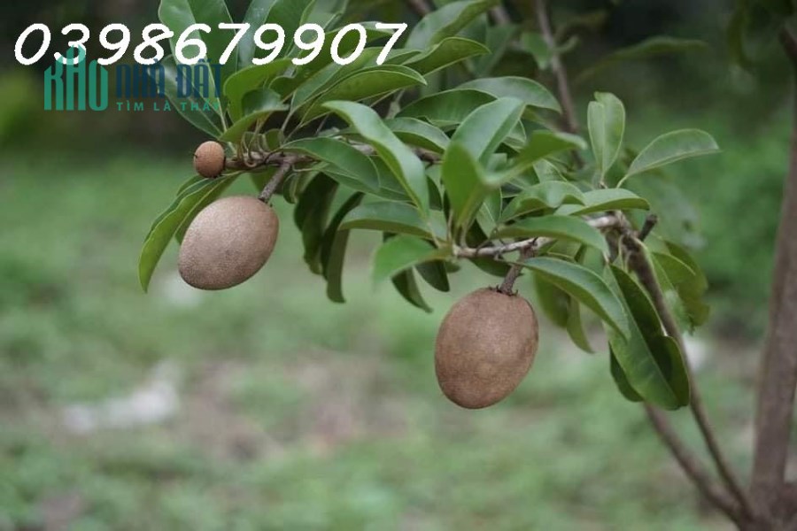 Cần bán nhanh miếng đất để trả nợ gấp với giá ngộp