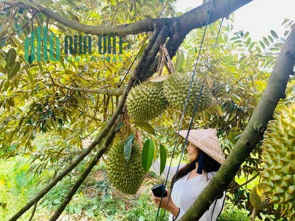 Bán vườn Sầu Riêng MUSANGKING GÀN 3.1 HA giá chỉ 16,5 tỷ với DÒNG TIỀN THU NHẬP HƠN 70 TẤN Sầu