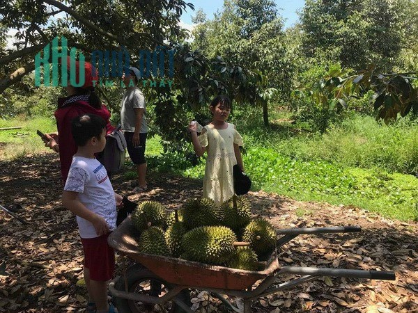Bán vườn Sầu Riêng MUSANGKING GÀN 3.1 HA giá chỉ 16,5 tỷ với DÒNG TIỀN THU NHẬP HƠN 70 TẤN Sầu