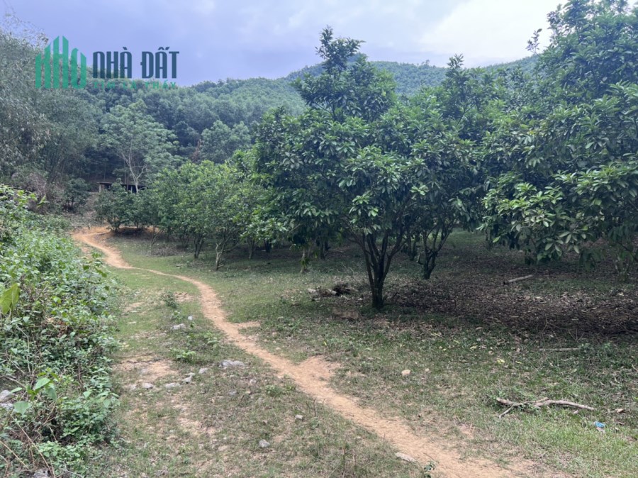 Bán đất 3000m2 Đú Sáng, Kim Bôi, Hoà Bình giá hơn 100tr