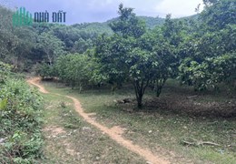 Bán đất 3000m2 Đú Sáng, Kim Bôi, Hoà Bình giá hơn 100tr