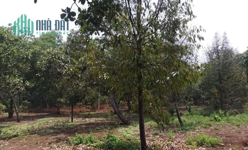 Ngộp quá ngộp ông anh rể cần bán gấp lô đất nhà 250m2 có 100 thổ cư giá 180tr