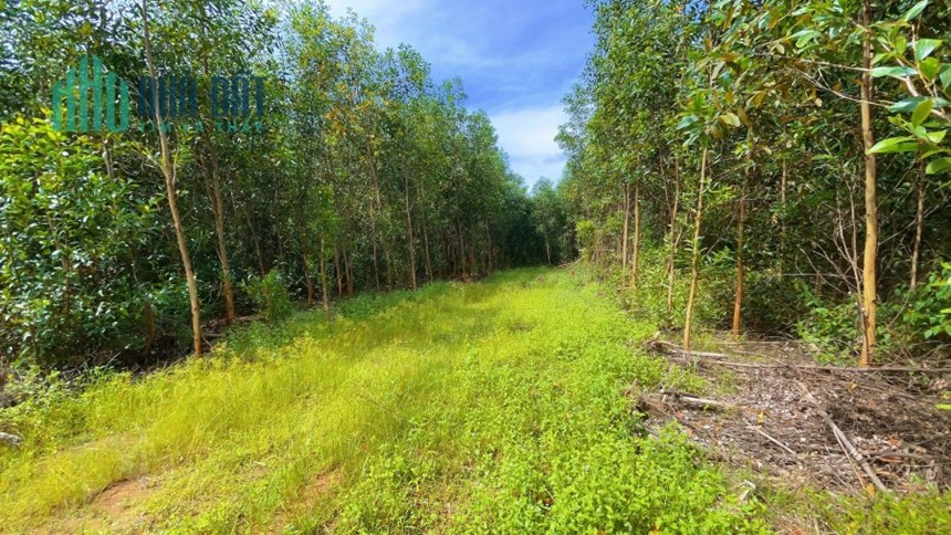 NT: Bán đất nền Khánh Vĩnh Nha Trang, sổ con, đường ô tô. 1.000m2 giá 280tr