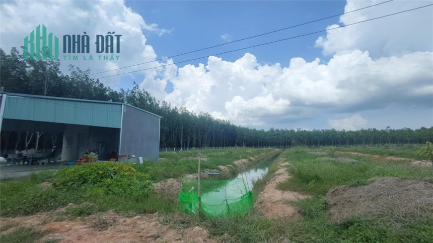 Chốn bình yên: Bán mãnh vườn sầu riêng độc đáo với chuồng dơi sẵn có!