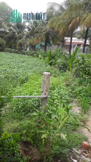 CẦN BÁN NHANH Lô Đất  Đẹp Mặt Tiền Tại Xã Thanh Bình, Huyện Chợ Gạo, Tiền Giang