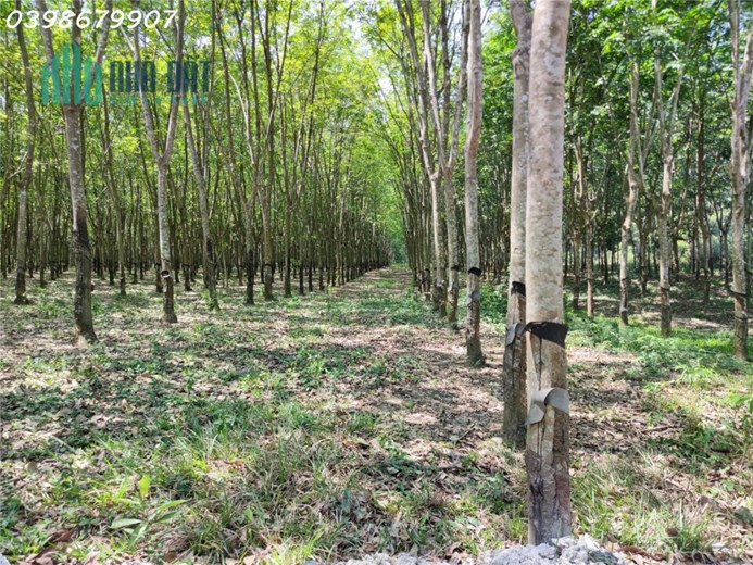Sở hữu vườn cây ươm mầm tài lộc với giá chỉ 360 triệu - sẵn riêng sẵn đường, KDC Tây Ninh