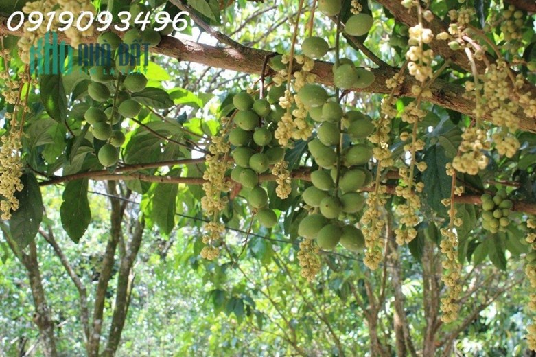 không còn lô nào rẻ hơn nữa 360 triệu có ngay 1000m2
