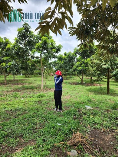 Bán đất ngay ủy ban Tân Lạc- Bảo Lộc  có sẵn vườn sầu riêng, đất đã lên thổ cư xây nhà tự do giá