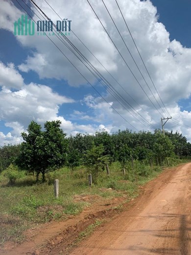 Gia đình không có thời gian chăm sóc bán gấp miếng vườn 1100m2