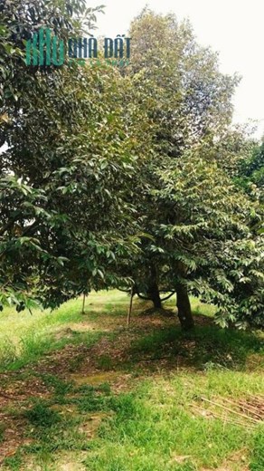 Chính chủ cần bán 12 Công Sầu riêng và măng cụt đang cho trái tại ấp Trường Thọ B, xã Trường Long,