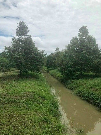 Chính chủ cần bán 12 Công Sầu riêng và măng cụt đang cho trái tại ấp Trường Thọ B, xã Trường Long,