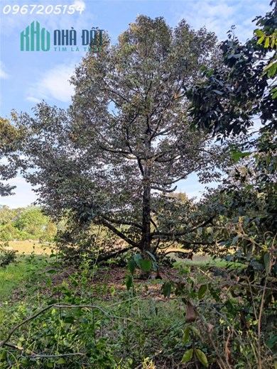 Trọn sổ 430tr có ngay 1000m2 SHR Tây Ninh