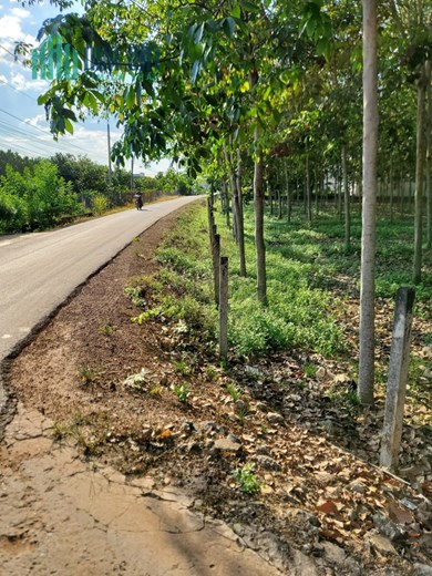 CHÍNH CHỦ CẦN BÁN LÔ ĐẤT NỀN CÁCH THỊ TRẤN TÂN CHÂU 1KM Ở THẠNH HÒA - THẠNH ĐÔNG - TÂN CHÂU - TÂY