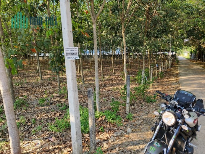 CHÍNH CHỦ CẦN BÁN LÔ ĐẤT NỀN CÁCH THỊ TRẤN TÂN CHÂU 1KM Ở THẠNH HÒA - THẠNH ĐÔNG - TÂN CHÂU - TÂY