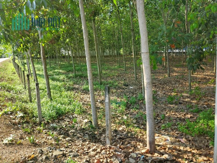 CHÍNH CHỦ CẦN BÁN LÔ ĐẤT NỀN CÁCH THỊ TRẤN TÂN CHÂU 1KM Ở THẠNH HÒA - THẠNH ĐÔNG - TÂN CHÂU - TÂY
