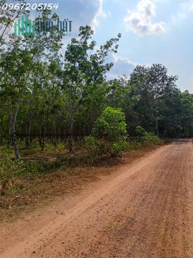 Siêu Phẩm 1778m2 mặt tiền vuông vức  Xuân Lộc  - Cách Quốc lộ 1A 300m