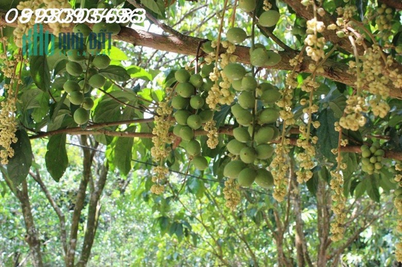 Chủ cần Thanh lý 2000m2 đất Vườn sổ riêng, đường lớn