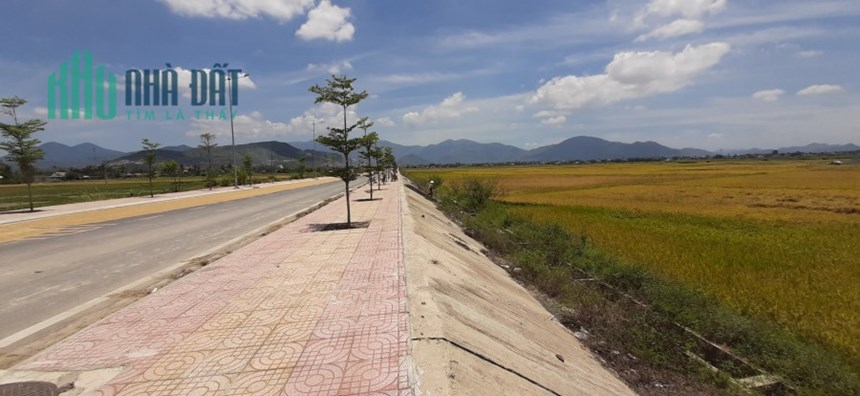 Bán 3 lô lúa MT D6 XÓM MỚI DIÊN LẠC, DIÊN KHÁNH