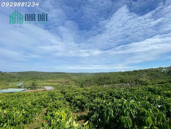 CẦN BÁN 4HA ĐẤT RẪY + NHÀ TẠI ĐAKNÔNG