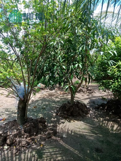 CHÍNH CHỦ BÁN Lô Đất Tại Nguyễn Phích, Huyện U Minh, Cà Mau - Giá Cực Rẻ