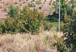 Cần bán 5ha vườn sầu riêng trên 2 năm tuổi Xã Triệu Hải, Đạ Tẻh, Lâm Đồng