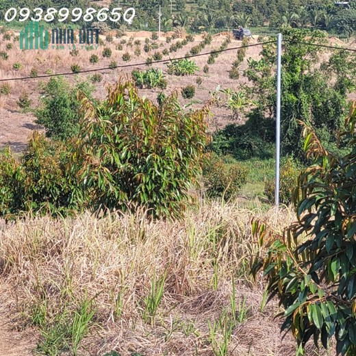 Cần bán 5ha vườn sầu riêng trên 2 năm tuổi Xã Triệu Hải, Đạ Tẻh, Lâm Đồng