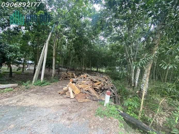 ĐẤT SÀO PHỦ HỒNG SỔ RIÊNG TRUNG TÂM TT DẦU TIẾNG - MT HIỂN THỊ ÔM HẾT ĐẤT