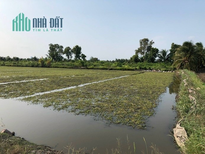 Sở Hữu Ngay Lô Đất Vườn Mặt Tiền 50m Đường Ô Tô, Thân Cửu Nghĩa, Châu Thành, Tiền Giang