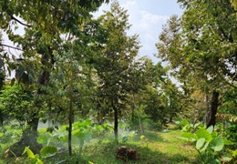 Bán gấp 6679 m2 đất sầu riêng đang cho trái, ấp Long Quới, x. Ngũ Hiệp, h. Cai Lậy, Tiền Giang