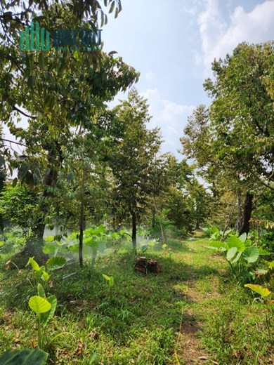 Bán gấp 6679 m2 đất sầu riêng đang cho trái, ấp Long Quới, x. Ngũ Hiệp, h. Cai Lậy, Tiền Giang