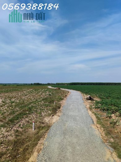 Cần bán gấp 1,5 công đất mà giá chỉ có 530TR ở Châu Thành – Tây Ninh