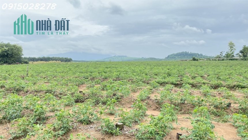 ĐẤT MẶT TIỀN ĐƯỜNG BÊ TÔNG SIÊU DÀI, CẦN BÁN GẤP VÌ NGÂN HÀNG DÍ NỢ