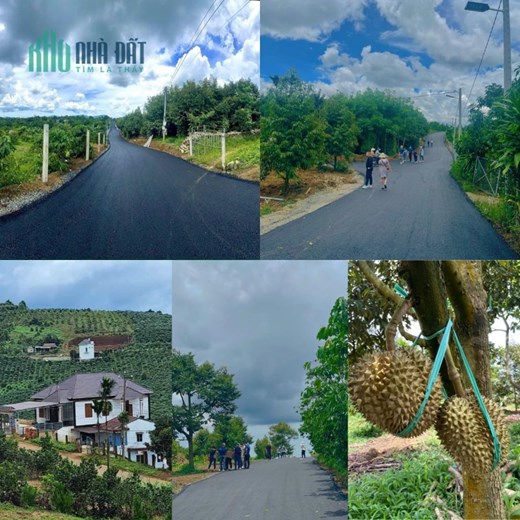 Bán đất ngay ủy ban Tân Lạc- Bảo Lộc  có sẵn vườn sầu riêng, đất đã lên thổ cư xây nhà tự do giá