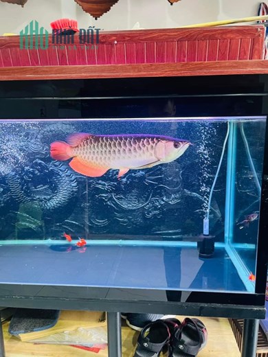 Bán nhà diện tích khủng sát mặt tiền đường nhựa 20m P6 Q8