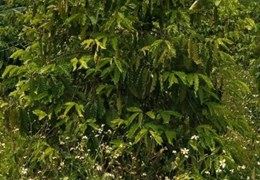 Sở Hữu Ngay Lô Đất Vị Trí Đắc Địa Tại xã Tân Thành huyện Krông nô tỉnh Đắk nông