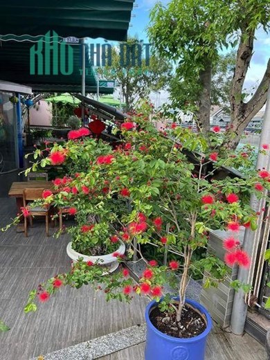 Chính chủ sang nhượng gấp Quán Cafe  162 Bà Triệu, TP Kon Tum.