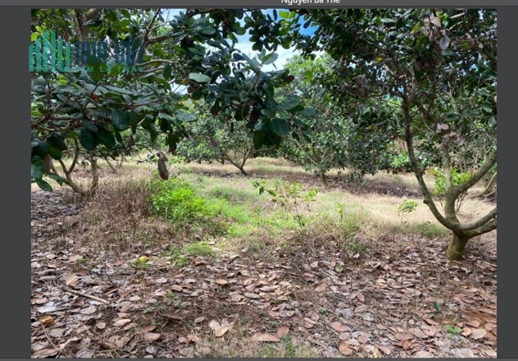 Cần bán nhanh lô Rẫy điều đất đỏ 1.5ha điện nước sổ hồng đầy đủ cho khách đầu tư- Vị trí: Suối
