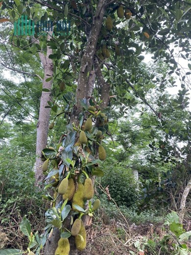 BÁN NHANH 3 LÔ ĐẤT HOÀ PHƯỚC DT LỚN ĐƯỜNG BÊ TÔNG 5M GIÁ RẺ SỤP HẦM
