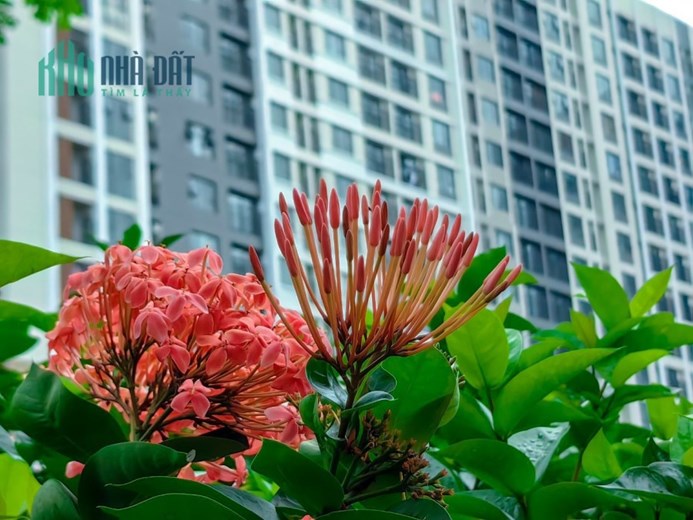 Khu nhà phố có PHỐ ĐI BỘ RỘNG 31M lần đầu tiên có tại Việt Nam - Chỉ có thể làm GamudaLand nhà phát