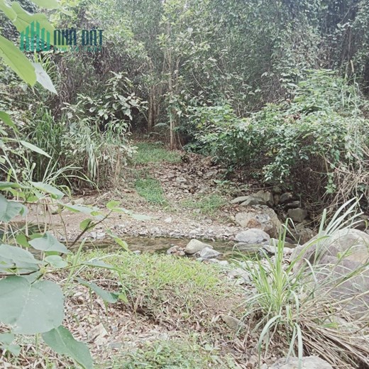 CHÍNH CHỦ Cần Bán Lô Đất 21ha Đất Đồi Trồng Keo Tại Buôn Sông Búng - Khánh Hòa