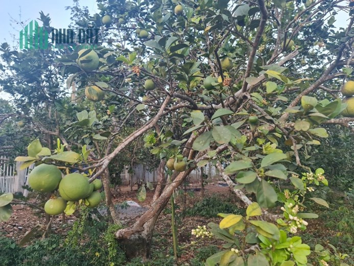Bán đất diện tích 7, 5 sào giá 1, 5 tỷ/ sào, tại ấp 8, Bàu Cạn, Long Thành, Đồng Nai