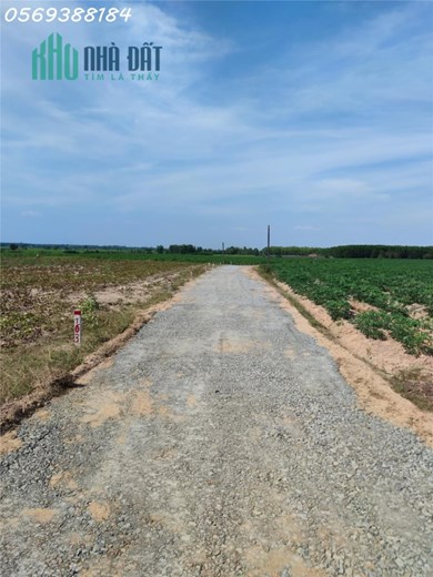 Hơn 3 công đất vườn liền kề giá NGỘP cần bán nhanh ở Châu Thành - Tây Ninh