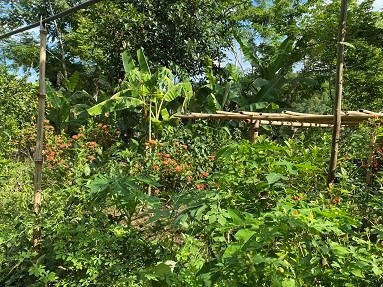 Hàng hót đất nằm trên trục quốc lộ 70 đoạn Lục Yên- Yên Bái.